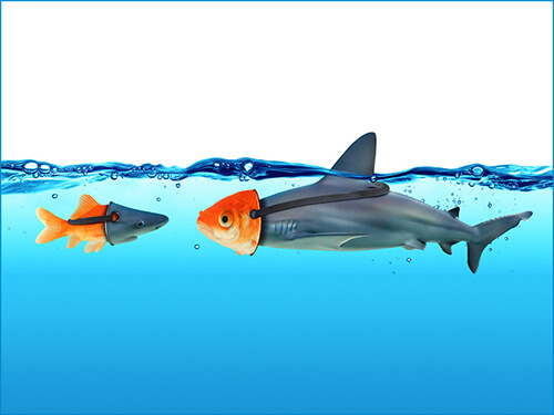 Fish with shark mask on and Shark with fish mask on